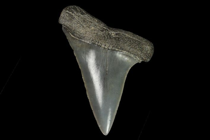 Fossil Mako Shark Tooth - South Carolina #128741